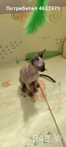 Канадски сфинкс женска, снимка 4 - Сфинксове - 53627144