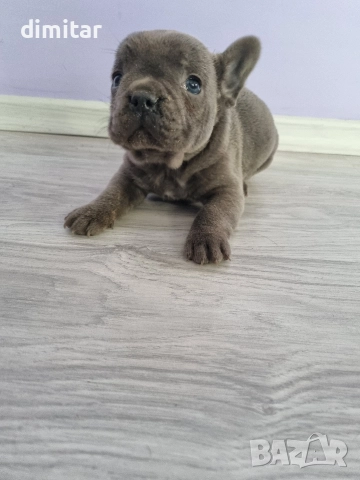 френски булдог момче 
