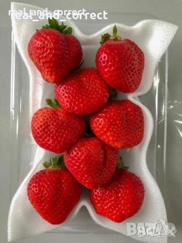 ПРОМОЦИЯ Разсад Ягоди и Малини Елитни Сортове, снимка 5 - Разсади - 53638722