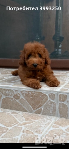 Мини той пудел, снимка 5 - Померан - 44449335