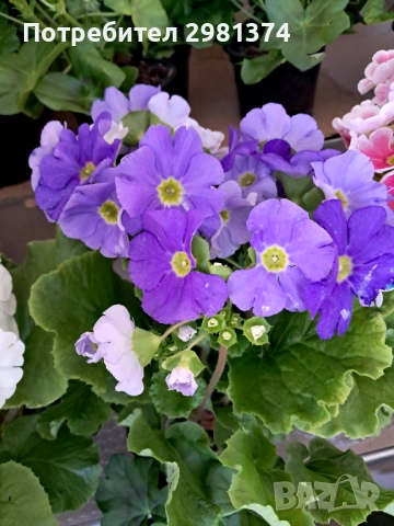 Примула(Стайна иглика), снимка 2 - Стайни растения - 53698710