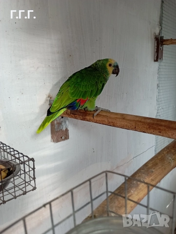 Женска синьочела амазона , снимка 7 - Папагали - 52650408