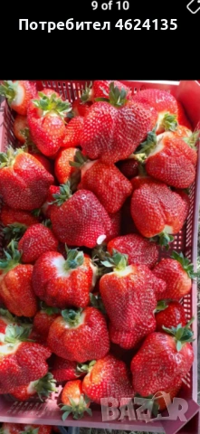 Продавам разсад ягоди и малини , снимка 3 - Сортови семена и луковици - 53738570