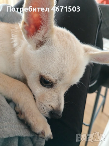 Чихупинчер , снимка 3 - Пинчер - 53937653