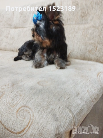 йорки, снимка 3 - Йоркширски териер - 54271278