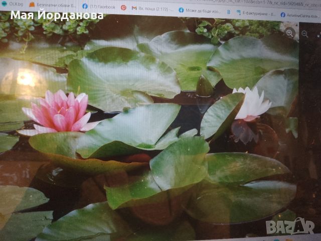 Водни лилии- цикламено-червена, бяла, жълт . , снимка 1 - Градински цветя и растения - 45195822