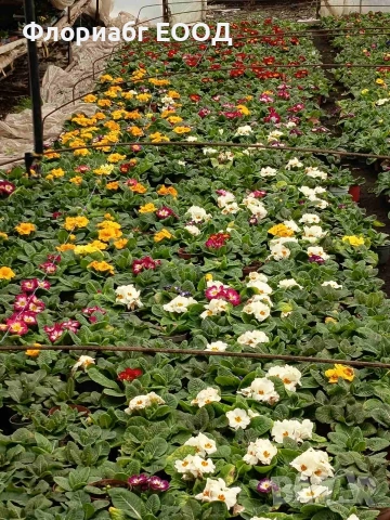 Цветя за 8-ми март