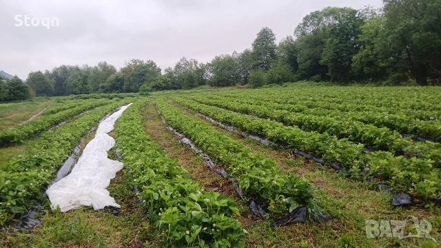 разсад ягоди , снимка 3 - Сортови семена и луковици - 53488609