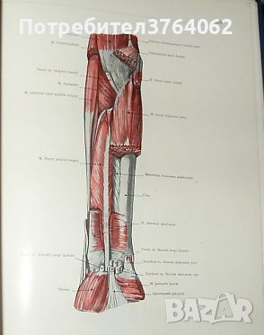 Anatomischer atlas. Ferenc Kiss, Janos Szentagothai, снимка 2 - Специализирана литература - 45924744