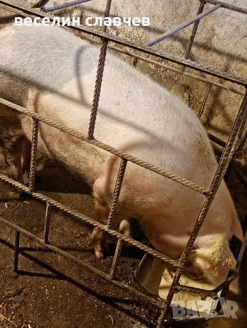 Свиня първескиня за клане
