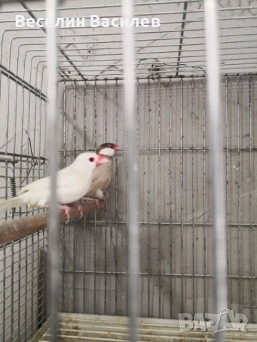 амадини оризарки, снимка 3 - Амадини - 53984280