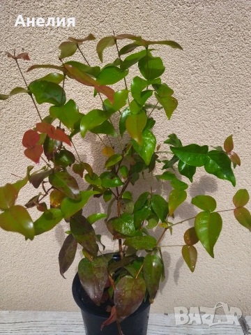 Суринамска череша 🍒 растение, снимка 4 - Стайни растения - 54296308