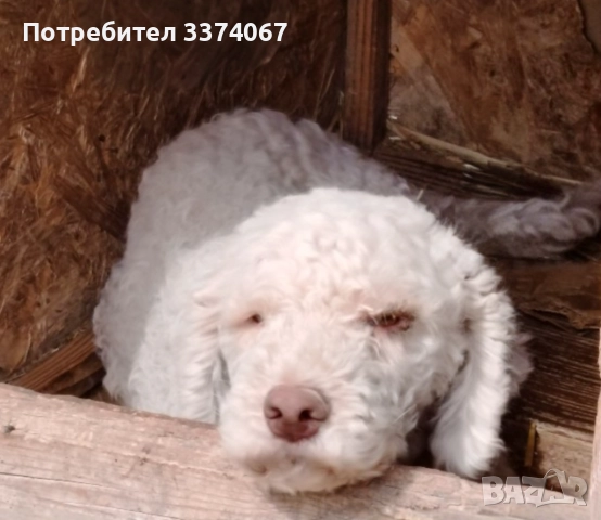 Кучета за трюфели 