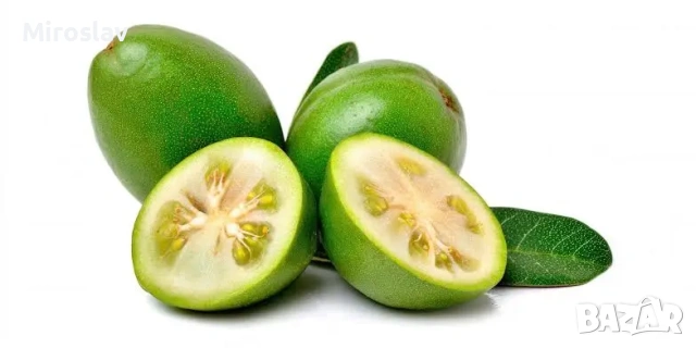 Ананасова гуава (Фейхоа), снимка 8 - Градински цветя и растения - 53913023