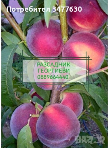 МИНИ (КОЛОННИ) ОВОЩНИ ДРЪВЧЕТА, снимка 10 - Градински цветя и растения - 47081860