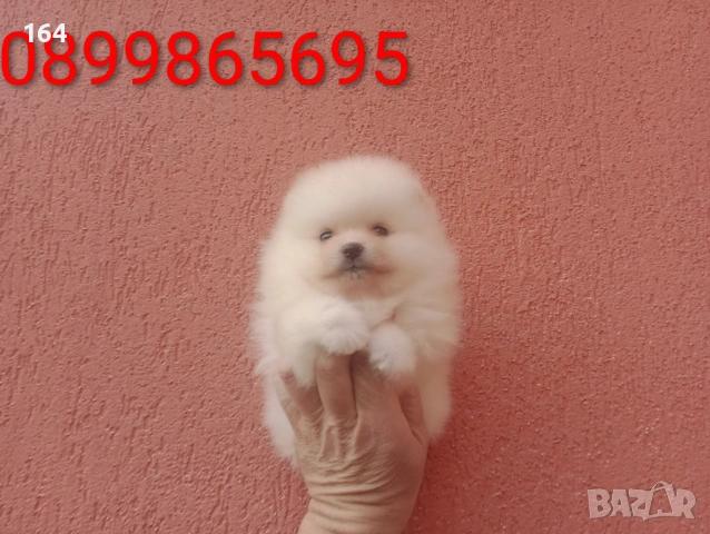 Померани и Померанчета, снимка 3 - Померан - 53486789