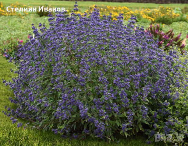 Кариоптерис, синя брада (Caryopteris x clandonensis 'Heavenly Blue'), снимка 1 - Градински цветя и растения - 41474355