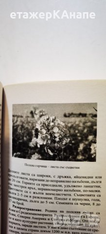 Диворастяща храна  	Автор: Пенчо Далев, снимка 10 - Енциклопедии, справочници - 46243270