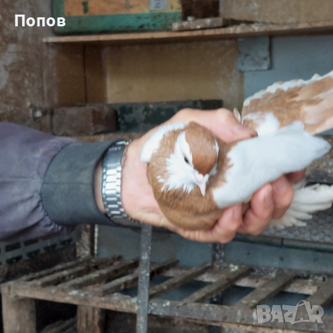 Продавам гълъби, снимка 8 - Гълъби - 52724895