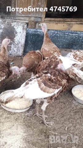 Оплодени яйца от пуйки Ред Бърбън , снимка 2 - други­ - 53657597