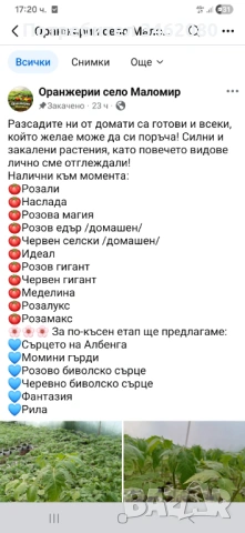 Разсад - Домати, снимка 2 - Разсади - 53999169