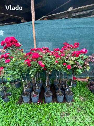 Щамбова роза - роза дръвче, снимка 5 - Градински цветя и растения - 45825575