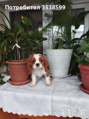 Кавалер Кинг Чарлз Шпаньол , снимка 5 - Кавалер кинг чарлз шпаньол - 52669127