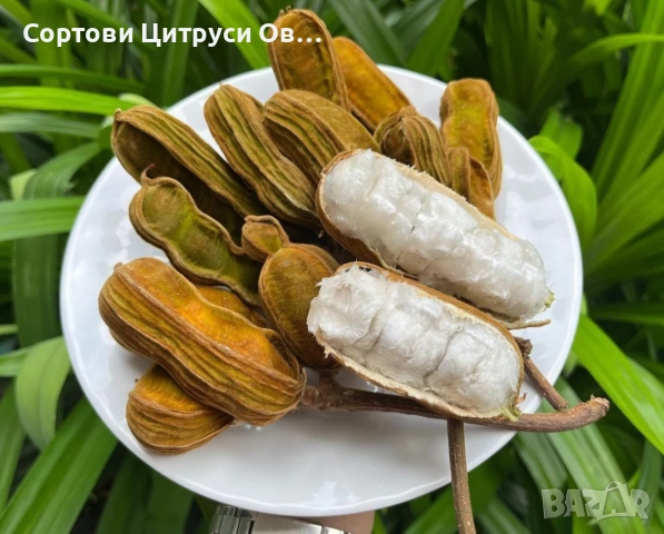 Сладоледен боб - Ice Cream Bean (Inga edulis)
