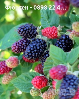 Розово цъфтяща сладка къпина (Лох мери), снимка 8 - Разсади - 38995508