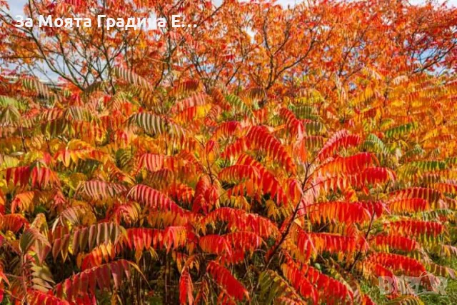 Рустифина дърво, снимка 7 - Градински цветя и растения - 49762500