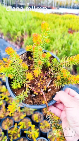 Седум  Анджелина, Sedum rupestre Angelina, снимка 14 - Градински цветя и растения - 52162046