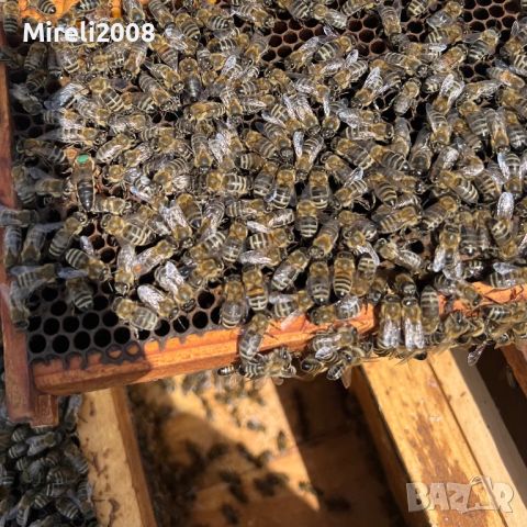 Пчелни майки и отводки, снимка 5 - За пчели - 40875299