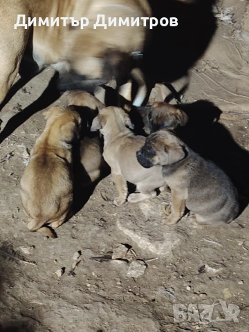 Продавам 5 бр кученца Кане корсо месец и половина