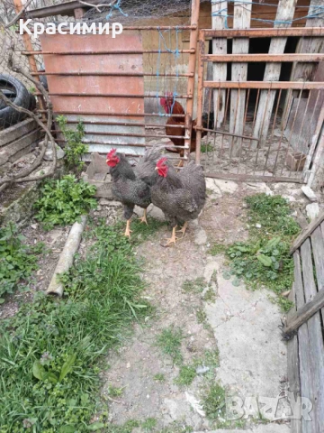 Продавам кокошки, петли породисти, неми патици., снимка 2 - Патици и гъски - 48682860