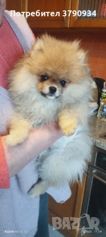 Момченце померан на 4 месеца 