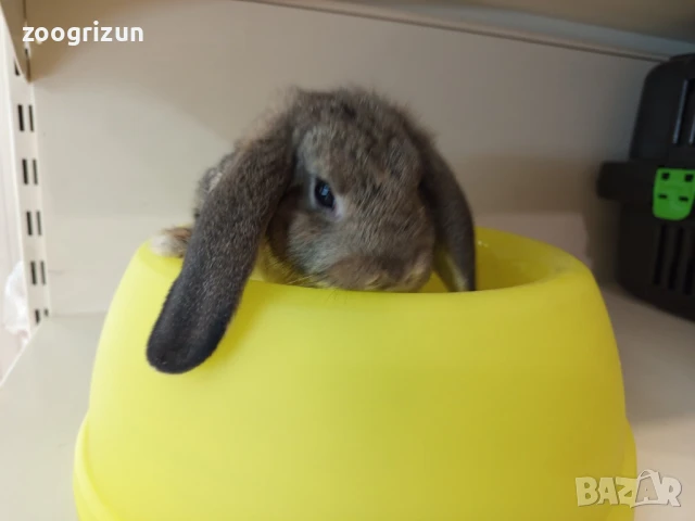 Декоративни зайчета на 50 дена.Лъвска глава ангора и мини рекс, снимка 2 - Декоративни зайчета - 49206615