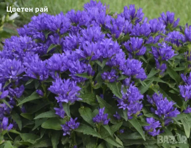 Кампанула камбанка и кампанула гломерата , снимка 2 - Градински цветя и растения - 50331205