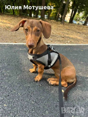 Продавам женски дакел, снимка 3 - Дакели - 53444575