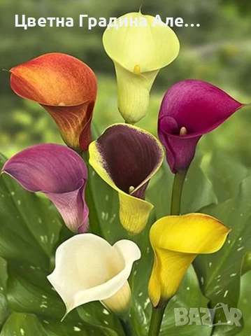 Комплект 20 бр.луковици, 4 вида цветя , снимка 3 - Сортови семена и луковици - 54053421