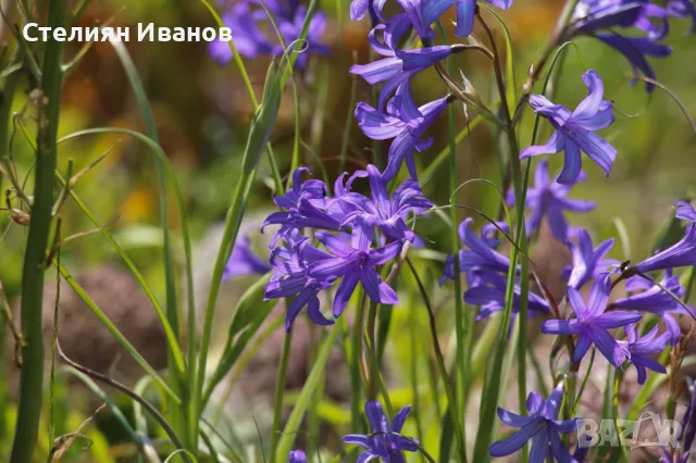 Сибирска лилия, лавандулова планинска лилия, татарски иксиолирион (Ixiolirion tataricum) - луковички, снимка 1 - Сортови семена и луковици - 47954157