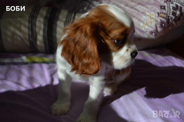 Кавалер Кинг Чарлз Шпаньол, снимка 2 - Кавалер кинг чарлз шпаньол - 52735606