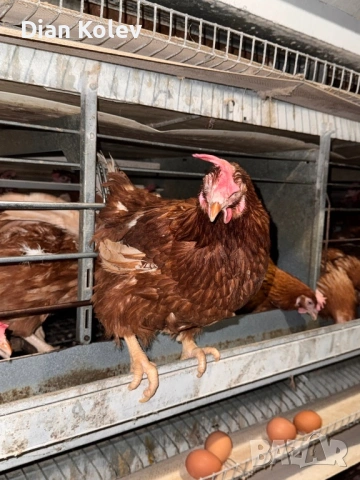 Кокошки - Носачки, снимка 2 - Кокошки и пуйки - 53573451