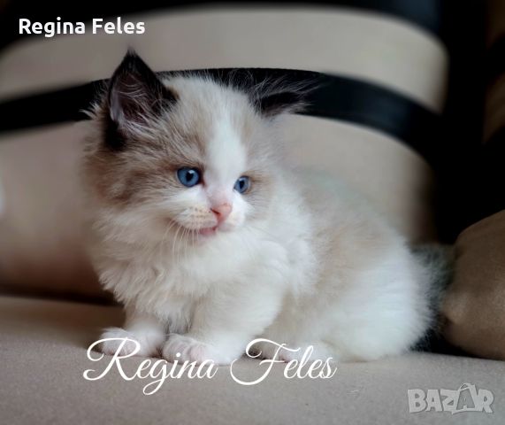 Чистокръвни Рагдол котки / Ragdoll cats с родословие, снимка 2 - Други - 45614570