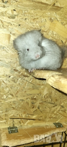 Продавам чинчила, снимка 3 - Чинчили - 52350530