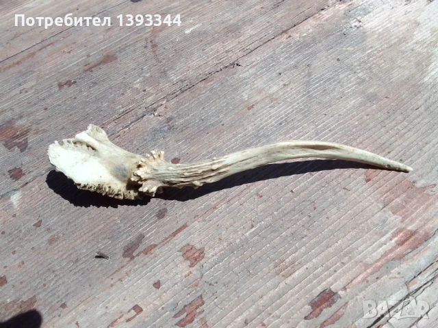 Рог от сръндак, снимка 3 - Декорация за дома - 50444861