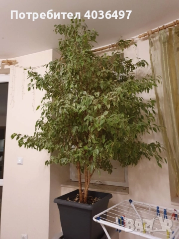 Голям фикус Бенджамин с пъстри листа, снимка 3 - Стайни растения - 52596278