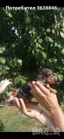 дакел мини, снимка 1