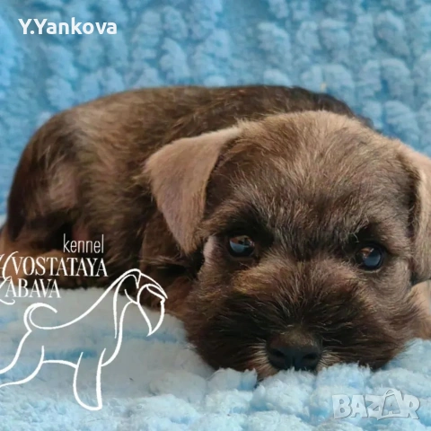 Мини шнауцер сол/пипер,чистокръвни,родителите с ген.тестове , снимка 4 - Други - 52007489