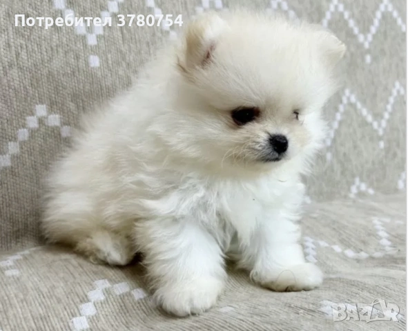 Померан мини 