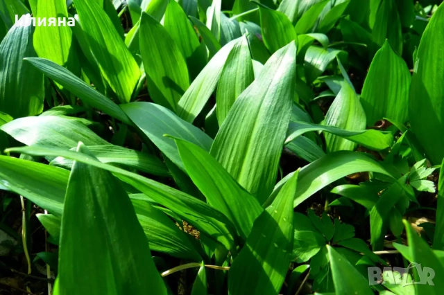 Левурда,Самардала,Иглика,Коприва,Лапад,Розмарин,Песто от Коприва,Песто от Левурда